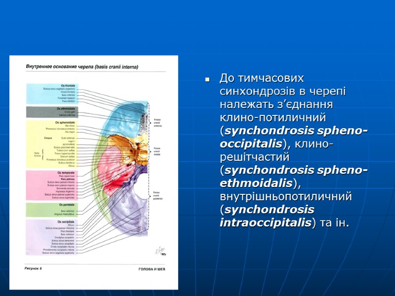 До тимчасових синхондрозів в черепі належать з’єднання  клино-потиличний (synchondrosis spheno-оссіріtalis), клино-решітчастий (synchondrosis spheno-ethmoidalis),